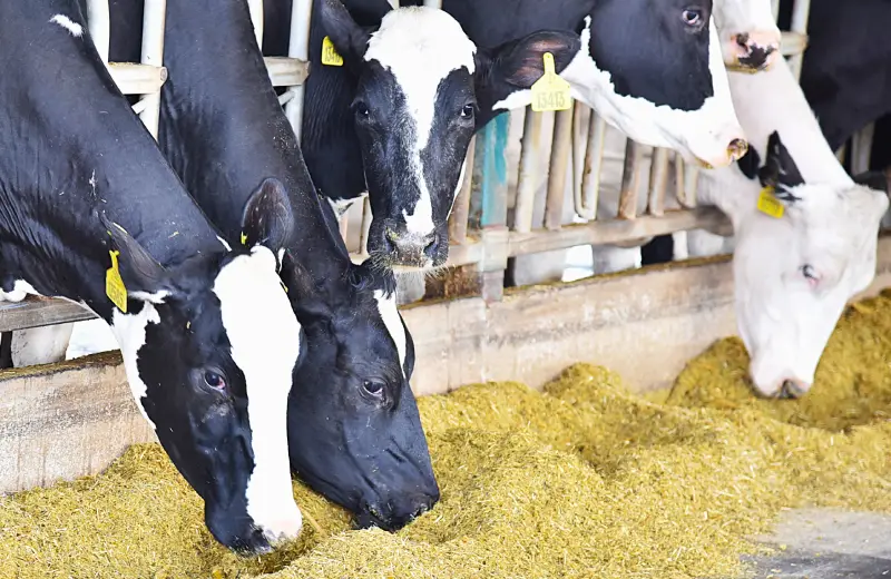 Interloop Dairies Cow