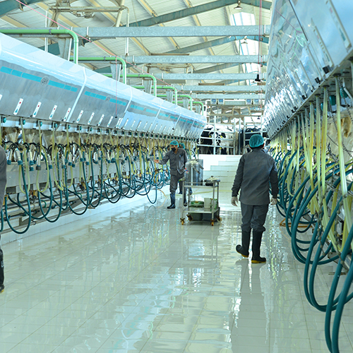 Hygienic Milking