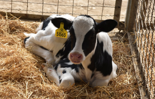 Cows