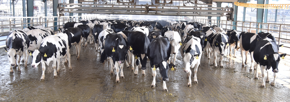 Cow monitoring
