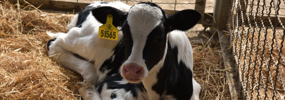 Animal wellbeing