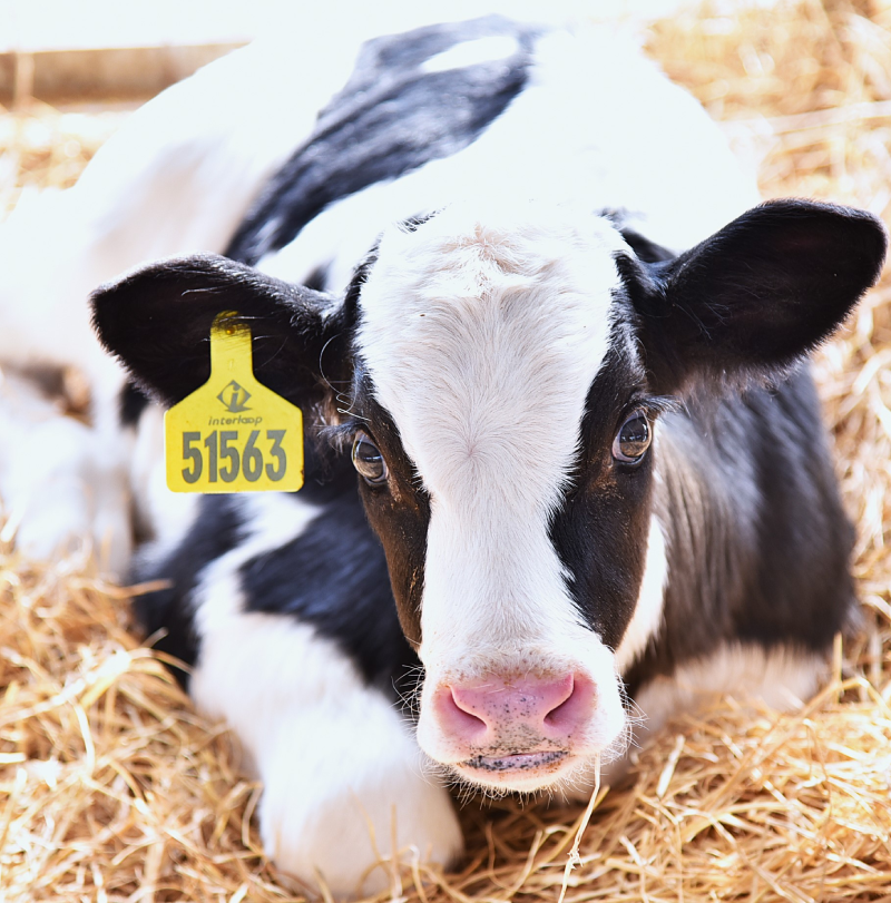 Cow and calf