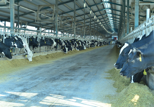Cows in the field