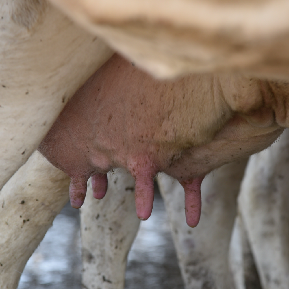 Fresh milk