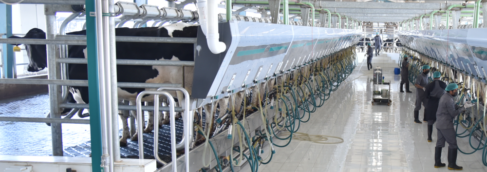 Milking Parlour