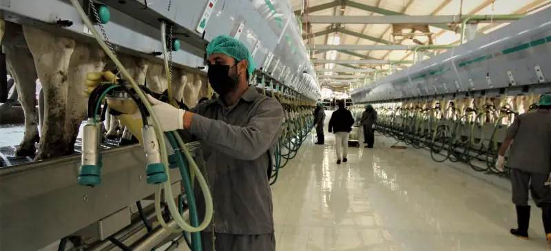 Hygienic milking