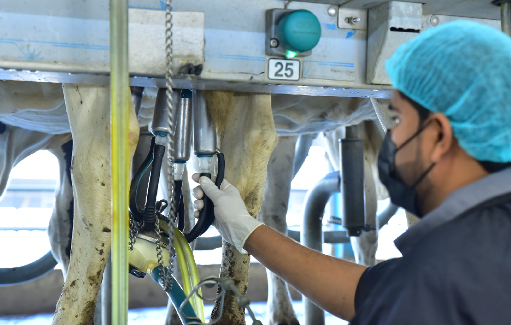 Milking routine